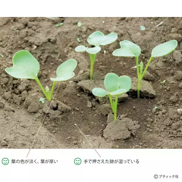 「タネまきと植えつけの新常識！を解説」の画像