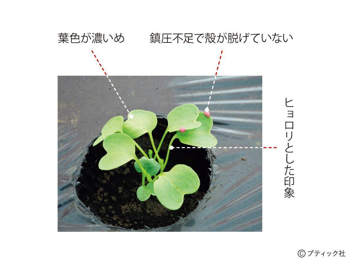 タネまきと植えつけの新常識！を解説
