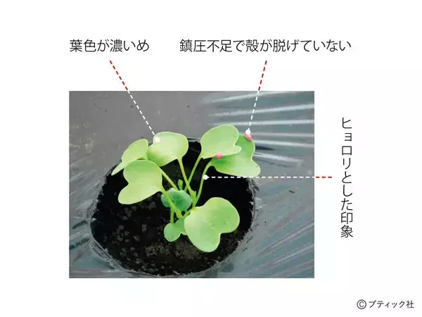 「タネまきと植えつけの新常識！を解説」の画像