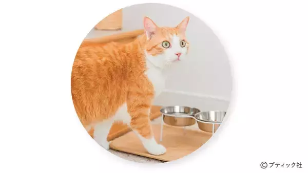 「パッチワークキルト「ネコ好きのあの人に」の作り方」の画像