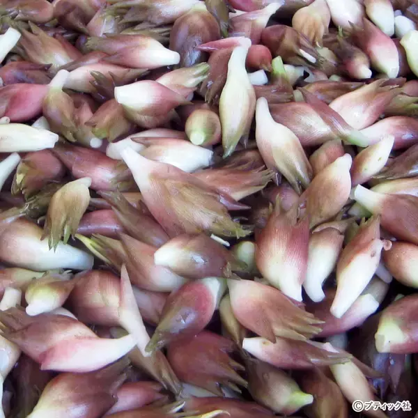 「ミョウガ」育て方・コツ（家庭菜園）