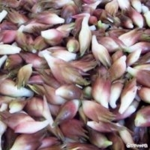 「ミョウガ」育て方・コツ（家庭菜園）