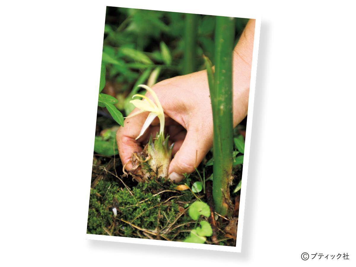 「ミョウガ」育て方・コツ（家庭菜園）