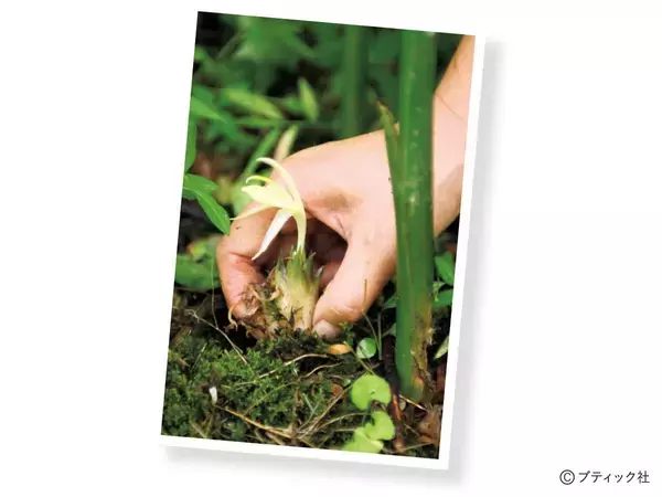 「「ミョウガ」育て方・コツ（家庭菜園）」の画像