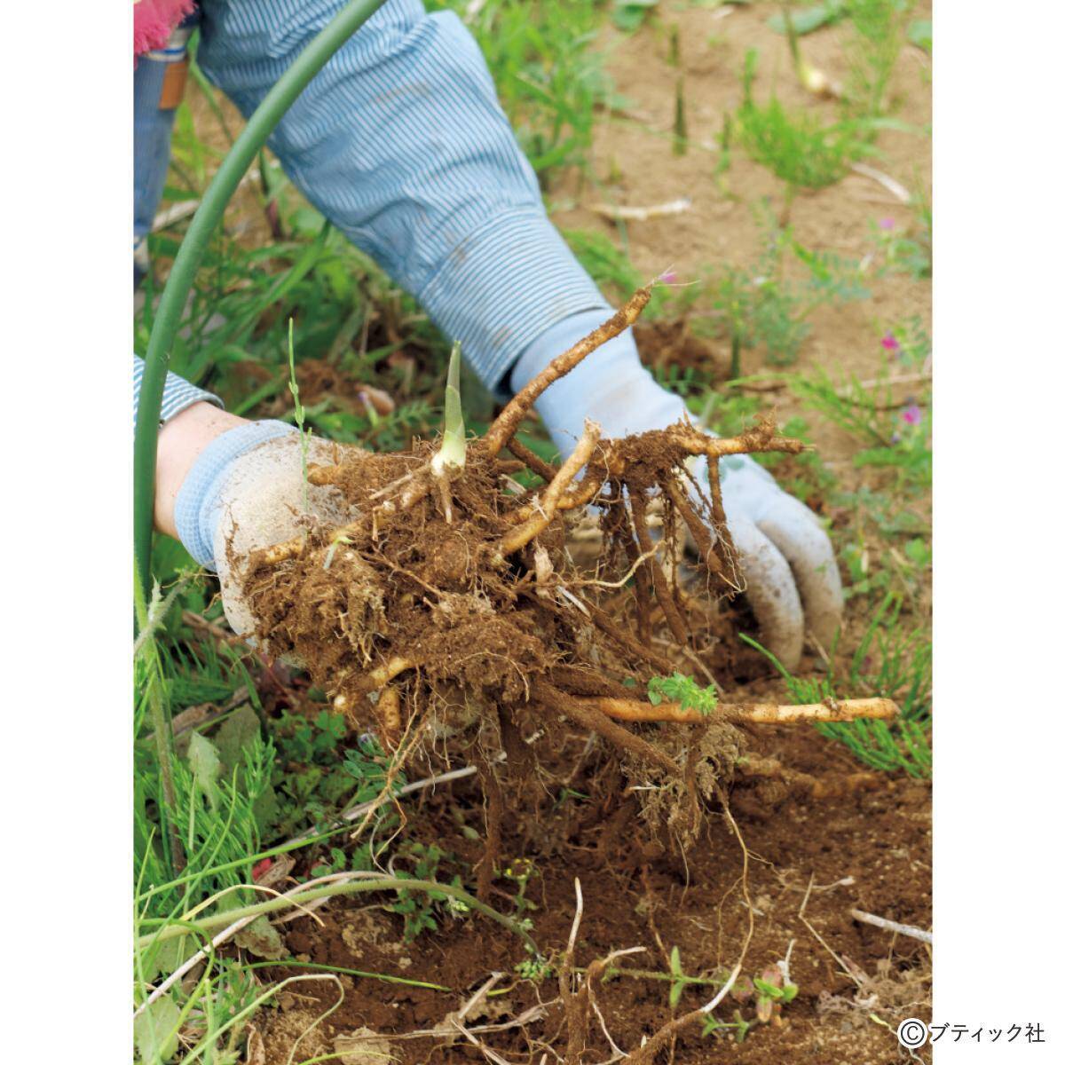 「ミョウガ」育て方・コツ（家庭菜園）