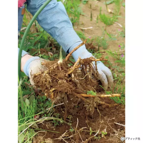「「ミョウガ」育て方・コツ（家庭菜園）」の画像