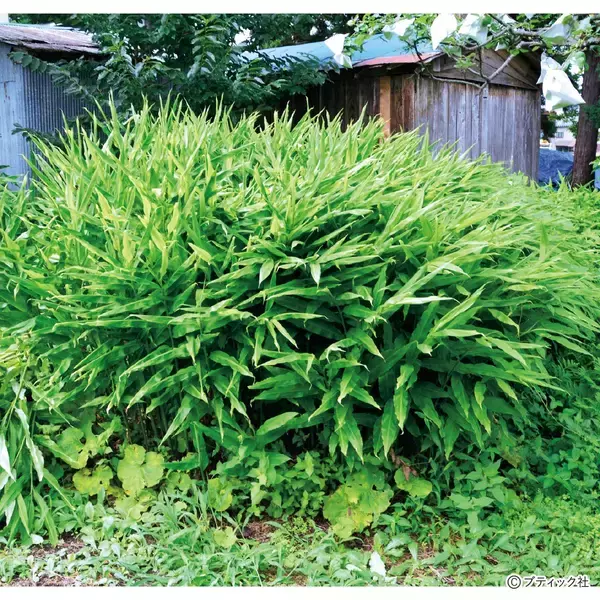 「「ミョウガ」育て方・コツ（家庭菜園）」の画像