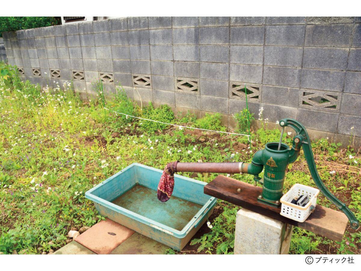 「ミョウガ」育て方・コツ（家庭菜園）