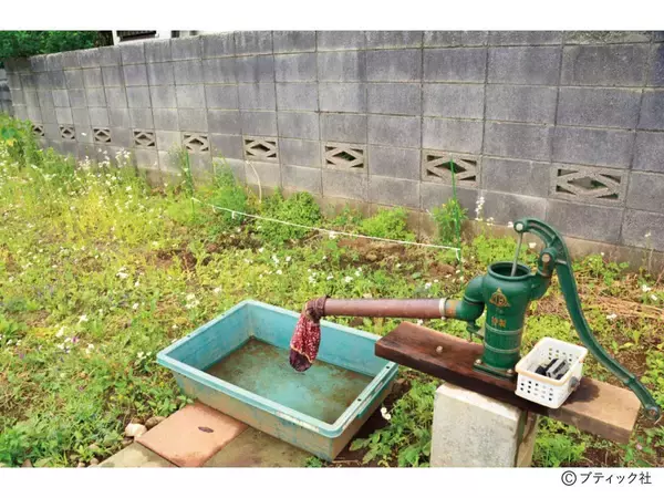 「「ミョウガ」育て方・コツ（家庭菜園）」の画像