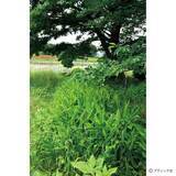 「「ミョウガ」育て方・コツ（家庭菜園）」の画像8