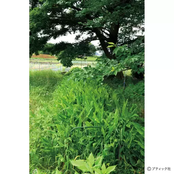 「「ミョウガ」育て方・コツ（家庭菜園）」の画像