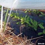 「畑まるごと土づくり栽培「3月にやりたこと」を解説！」の画像1