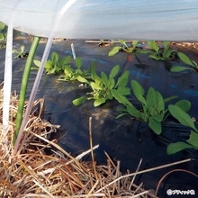 畑まるごと土づくり栽培「3月にやりたこと」を解説！