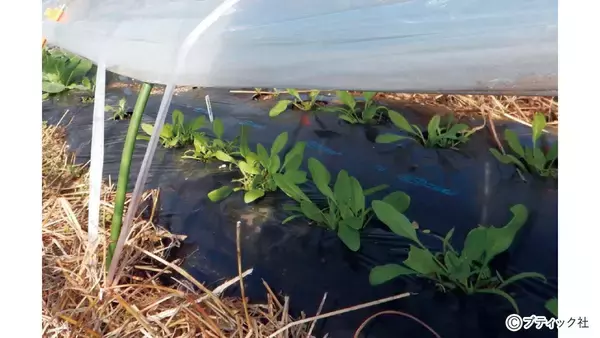 「畑まるごと土づくり栽培「3月にやりたこと」を解説！」の画像