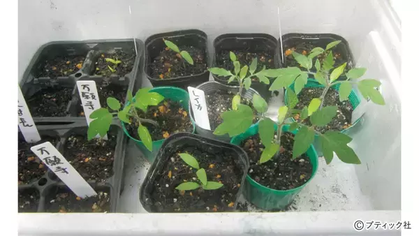 「畑まるごと土づくり栽培「3月にやりたこと」を解説！」の画像