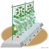 「夏野菜のアイデア栽培「メロンの立体栽培に雨よけをプラス」」の画像1