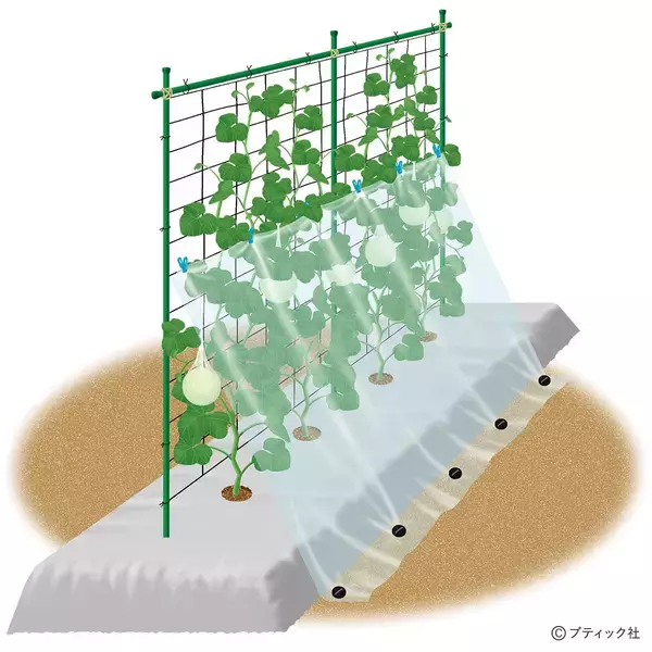 夏野菜のアイデア栽培「メロンの立体栽培に雨よけをプラス」