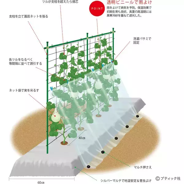 「夏野菜のアイデア栽培「メロンの立体栽培に雨よけをプラス」」の画像