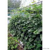 「夏野菜のアイデア栽培「メロンの立体栽培に雨よけをプラス」」の画像3