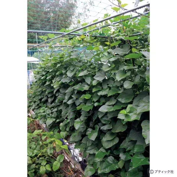 「夏野菜のアイデア栽培「メロンの立体栽培に雨よけをプラス」」の画像