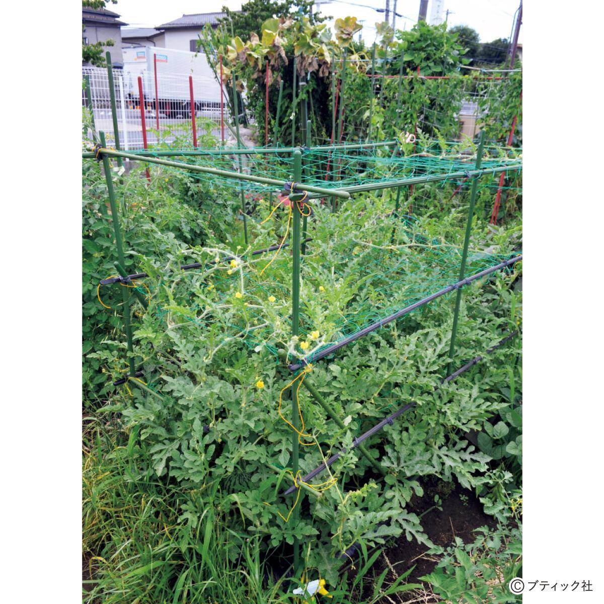 夏野菜のアイデア栽培「メロンの立体栽培に雨よけをプラス」