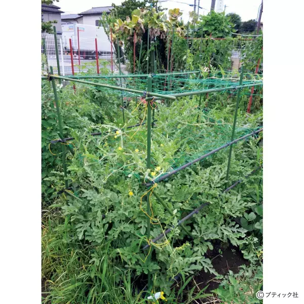 「夏野菜のアイデア栽培「メロンの立体栽培に雨よけをプラス」」の画像