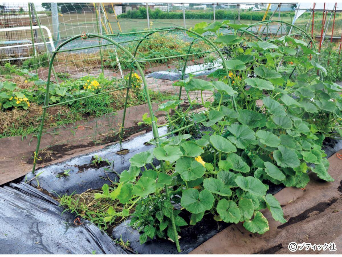 夏野菜のアイデア栽培「メロンの立体栽培に雨よけをプラス」