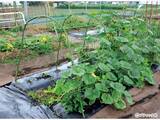 「夏野菜のアイデア栽培「メロンの立体栽培に雨よけをプラス」」の画像5