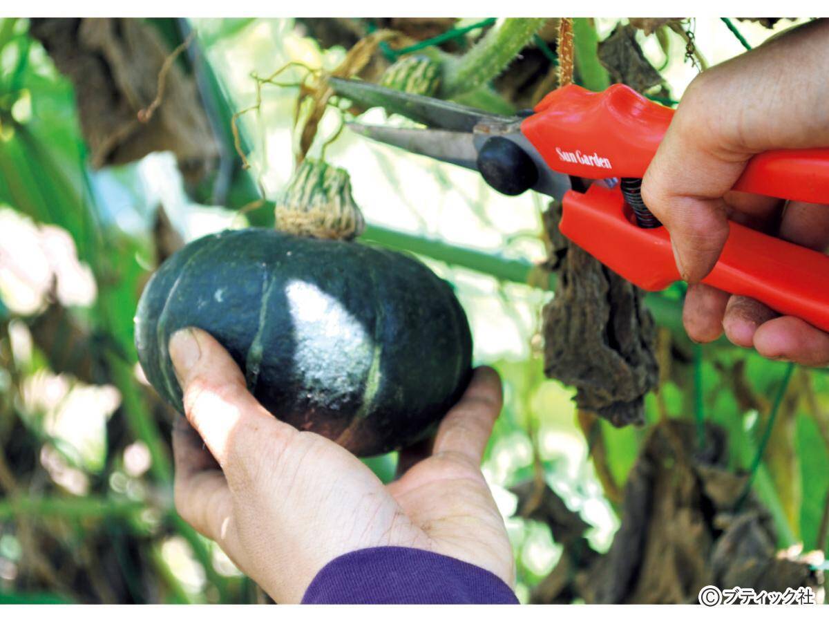 夏野菜のアイデア栽培「メロンの立体栽培に雨よけをプラス」