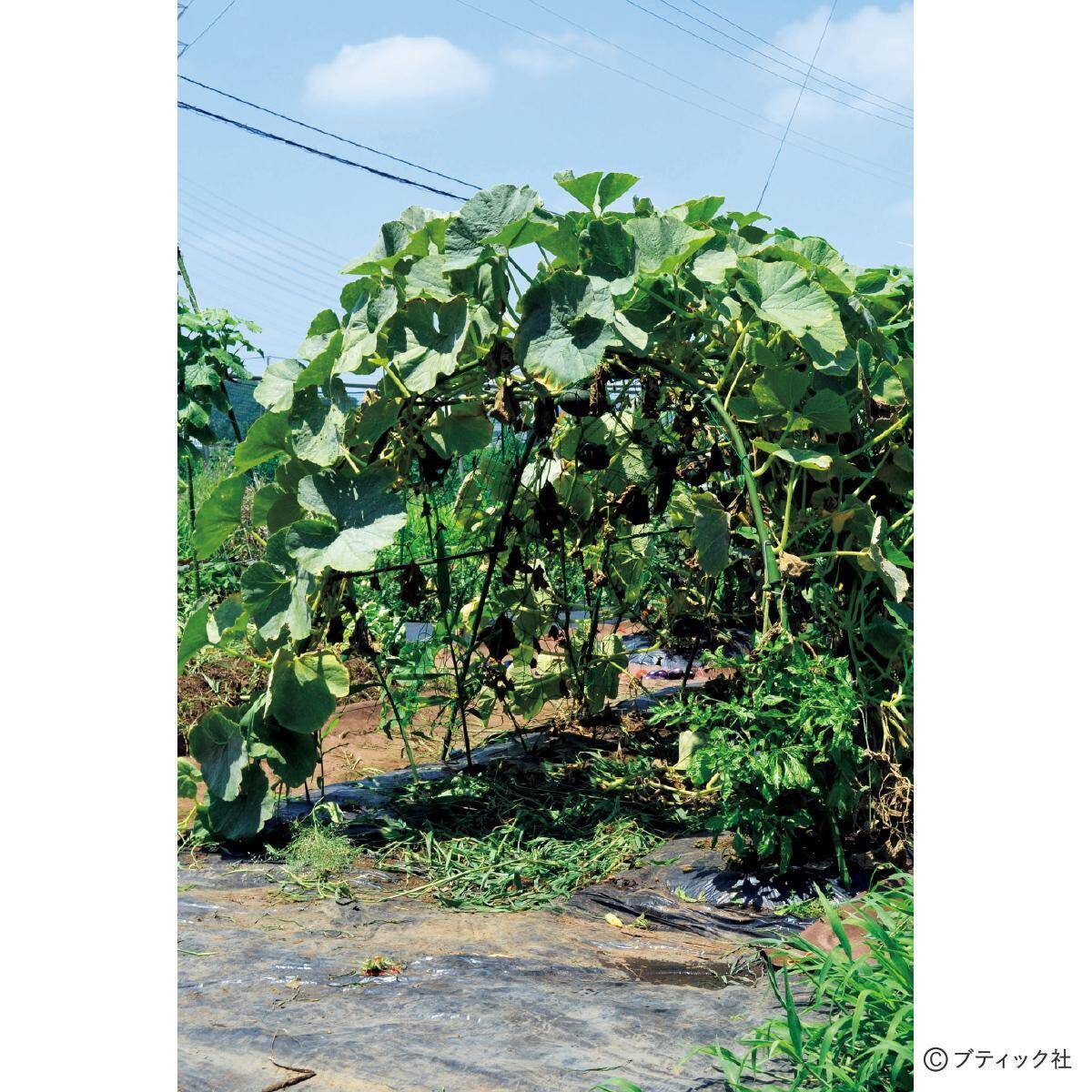 夏野菜のアイデア栽培「メロンの立体栽培に雨よけをプラス」