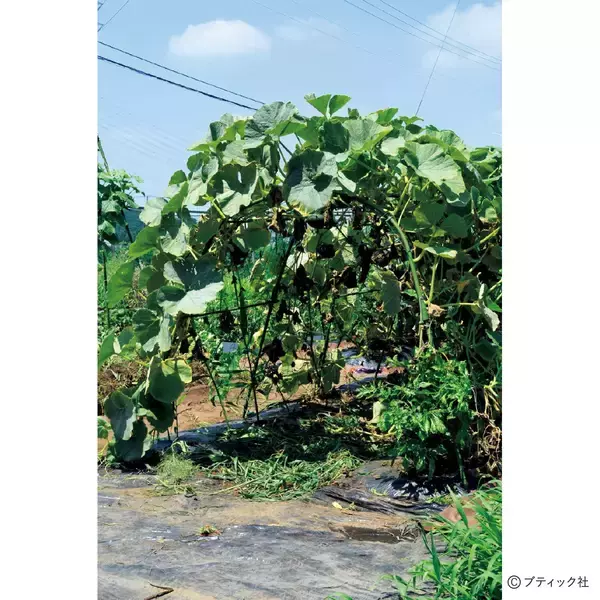 「夏野菜のアイデア栽培「メロンの立体栽培に雨よけをプラス」」の画像