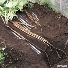ゴボウのアイデア栽培「収穫がラクな“波板斜め栽培”」