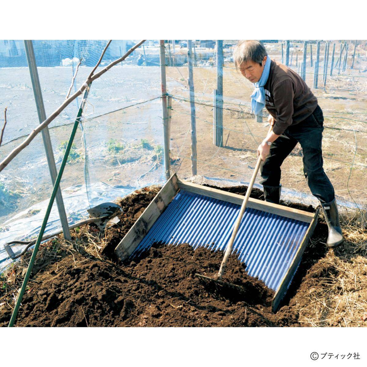ゴボウのアイデア栽培「収穫がラクな“波板斜め栽培”」