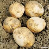 「ジャガイモのアイデア栽培「種イモ2度使い回し栽培」やり方」の画像1