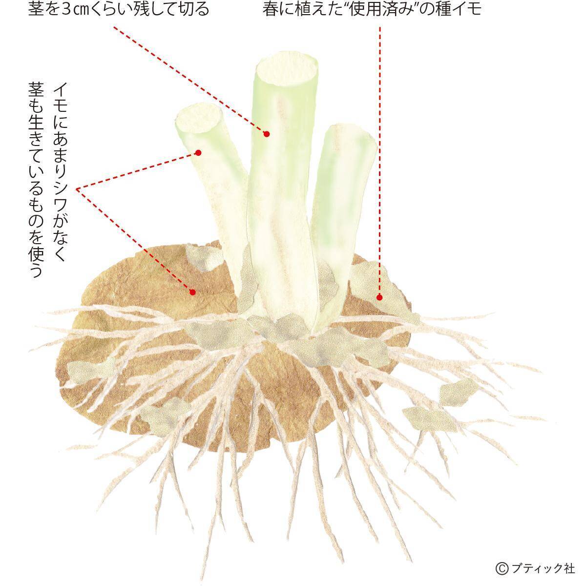ジャガイモのアイデア栽培「種イモ2度使い回し栽培」やり方