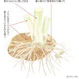 「ジャガイモのアイデア栽培「種イモ2度使い回し栽培」やり方」の画像2