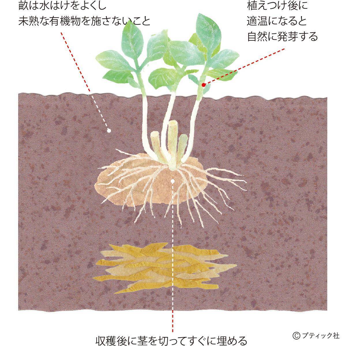 ジャガイモのアイデア栽培「種イモ2度使い回し栽培」やり方