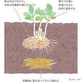 「ジャガイモのアイデア栽培「種イモ2度使い回し栽培」やり方」の画像3
