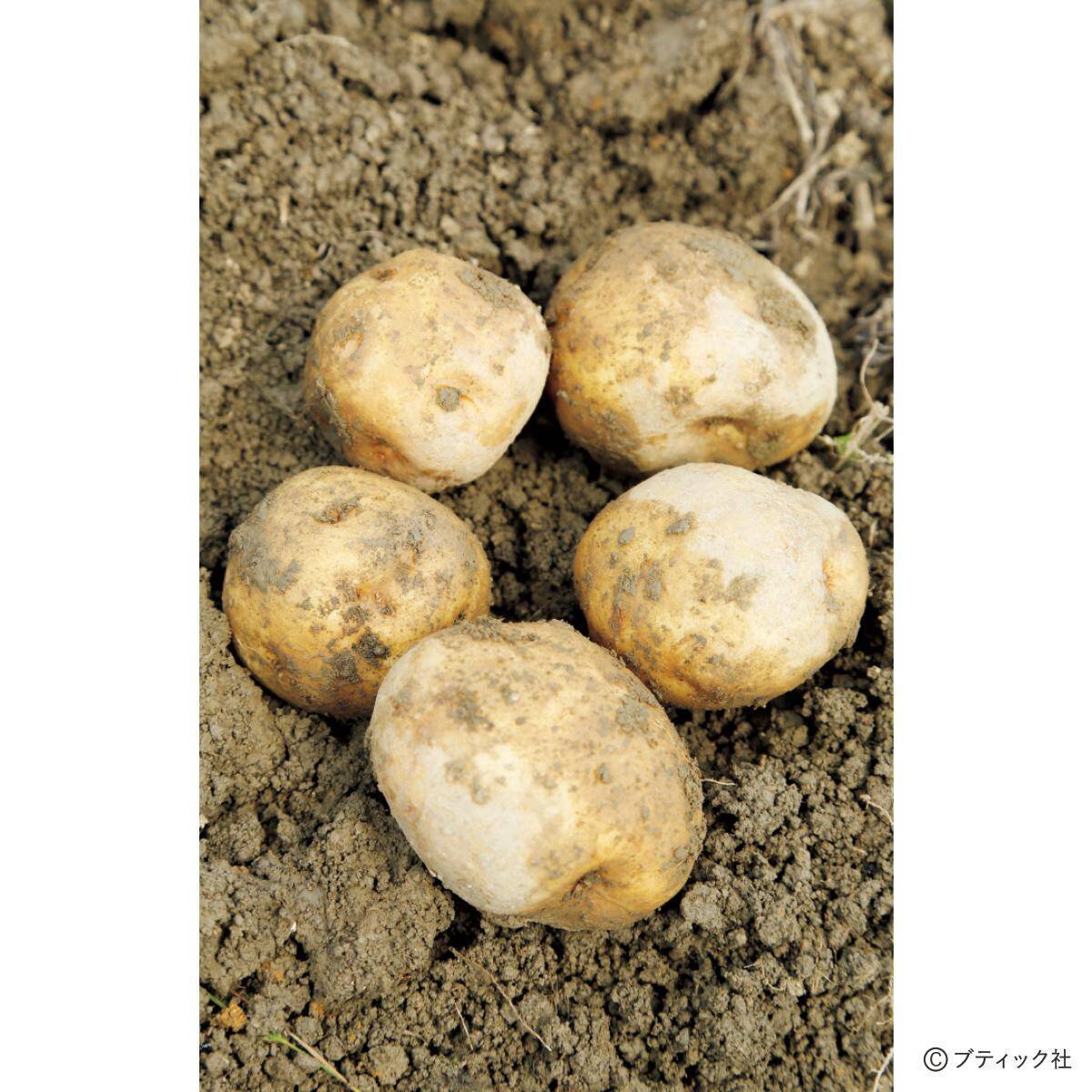 ジャガイモのアイデア栽培「種イモ2度使い回し栽培」やり方