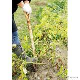 「ジャガイモのアイデア栽培「種イモ2度使い回し栽培」やり方」の画像5