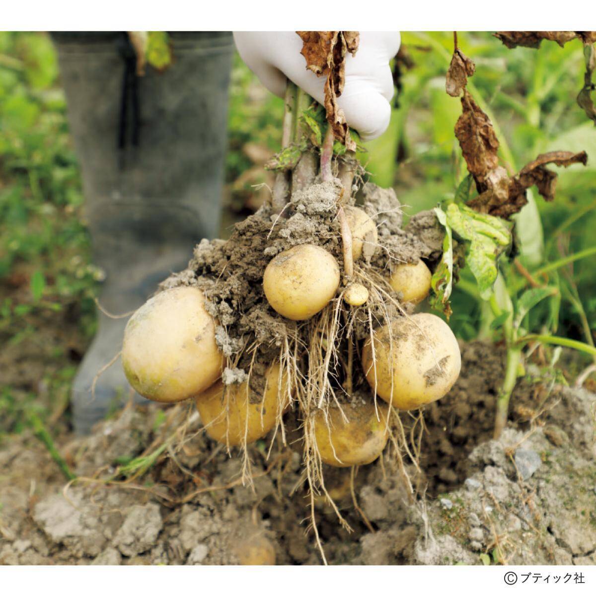 ジャガイモのアイデア栽培「種イモ2度使い回し栽培」やり方