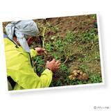 「ジャガイモのアイデア栽培「種イモ2度使い回し栽培」やり方」の画像7