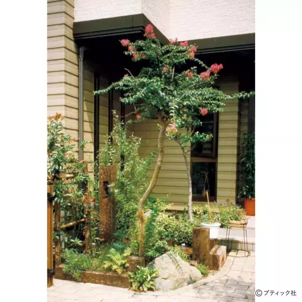 「「サルスベリ」の育て方」の画像