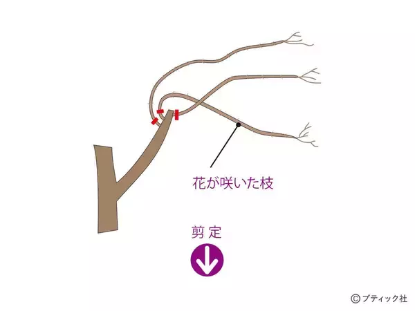 「「サルスベリ」の育て方」の画像