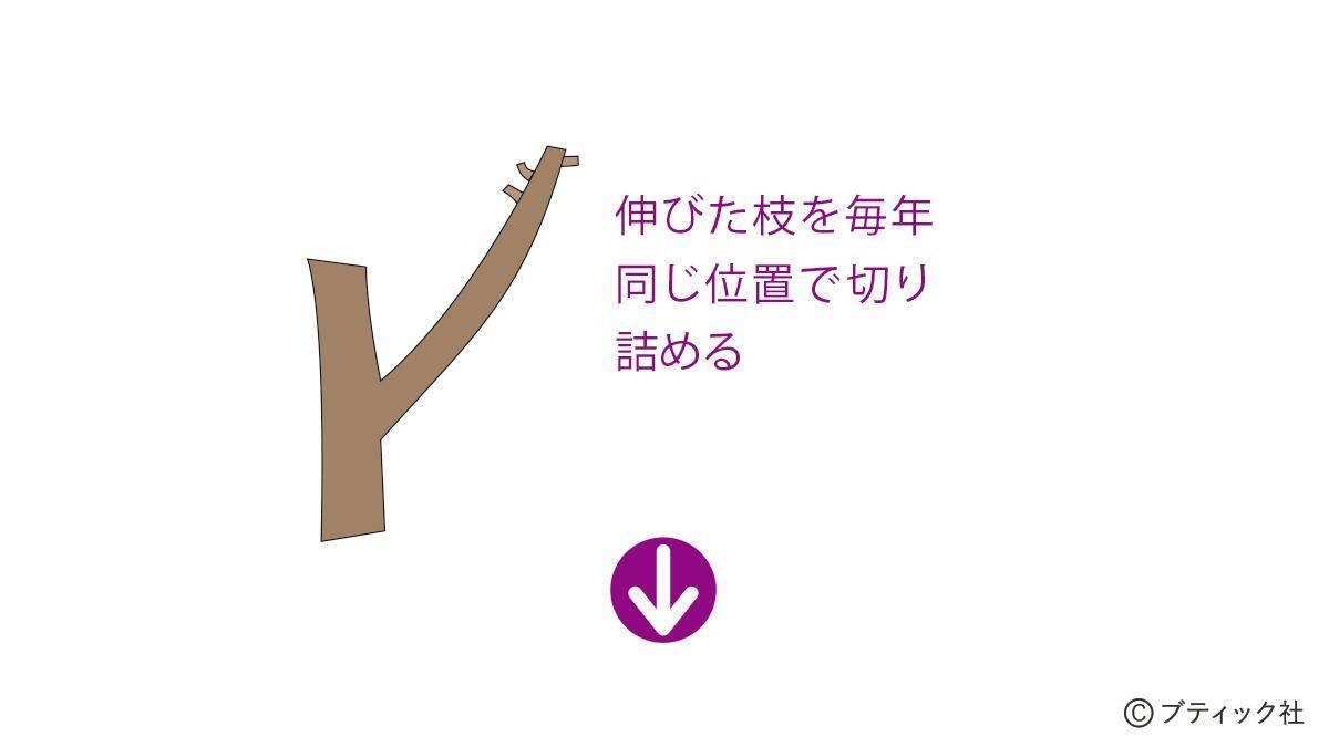 「サルスベリ」の育て方