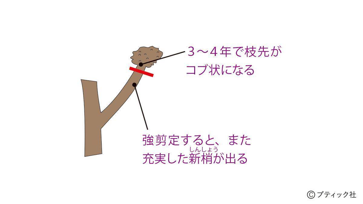 「サルスベリ」の育て方