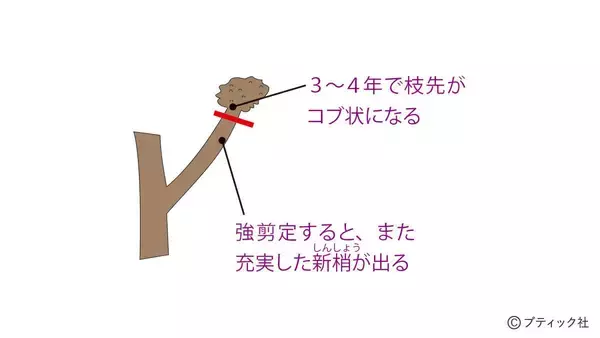 「「サルスベリ」の育て方」の画像