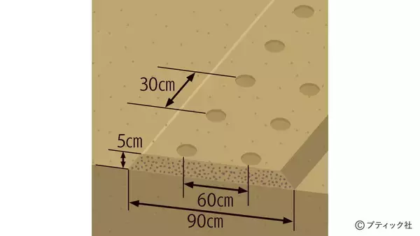「「セロリ」」の育て方・コツ（家庭菜園）」の画像