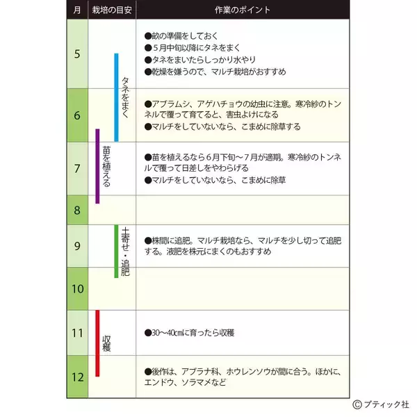 「「セロリ」」の育て方・コツ（家庭菜園）」の画像