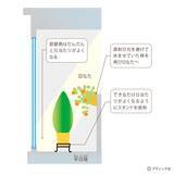 「「ベランダガーデンの四季」を解説」の画像6